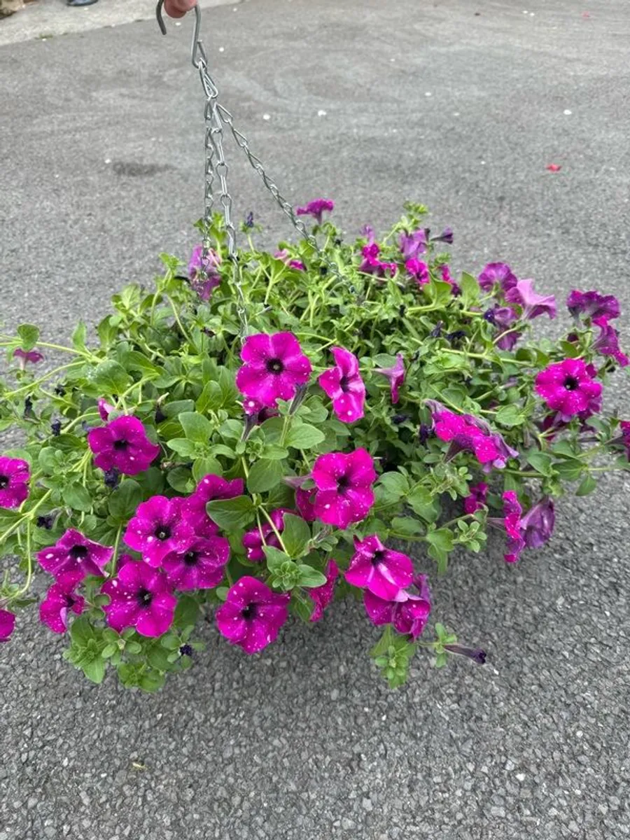 Hanging Flower Basket - Image 2