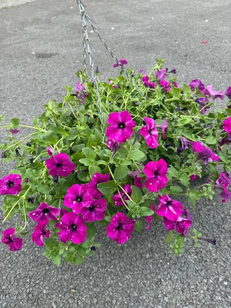 Hanging Flower Basket - Image 3