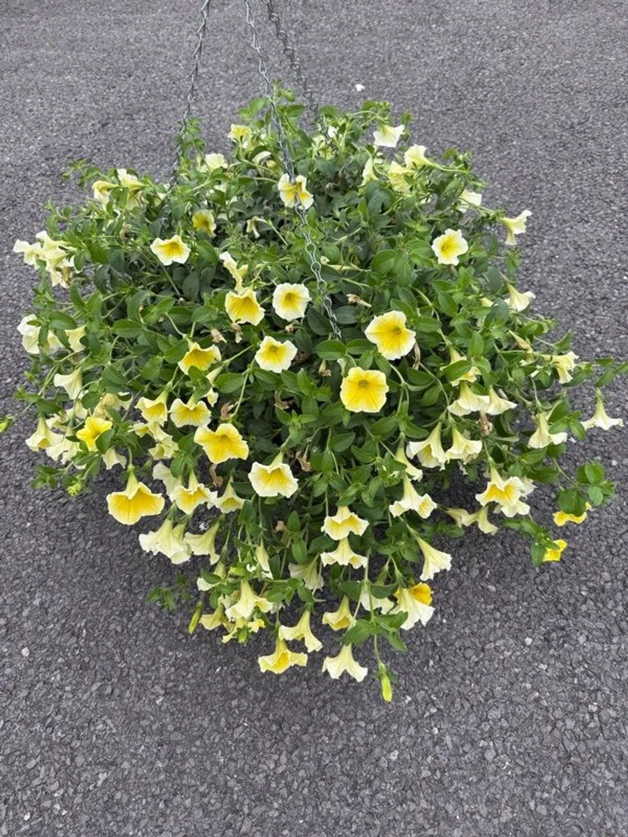 Hanging Flower Basket - Image 4