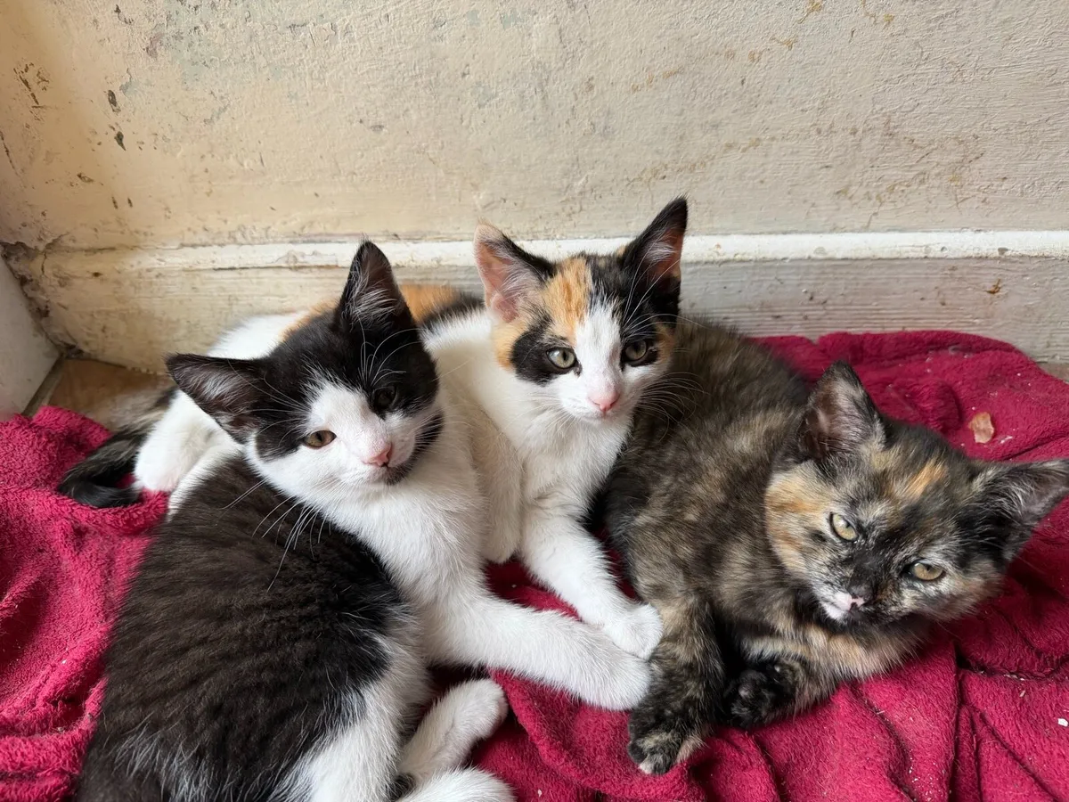 Kittens