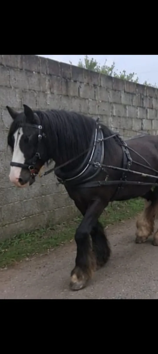 Cob Mare - Image 1