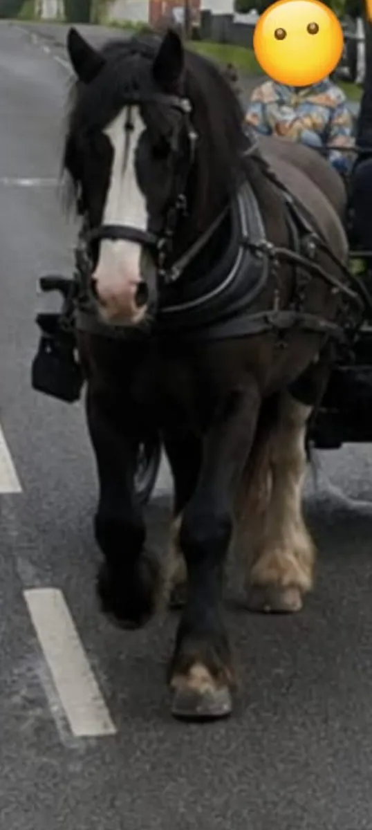 Cob Mare - Image 2