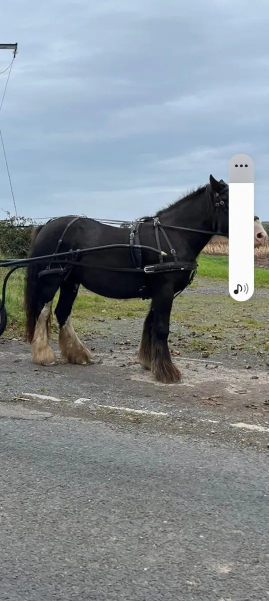 Cob Mare - Image 3