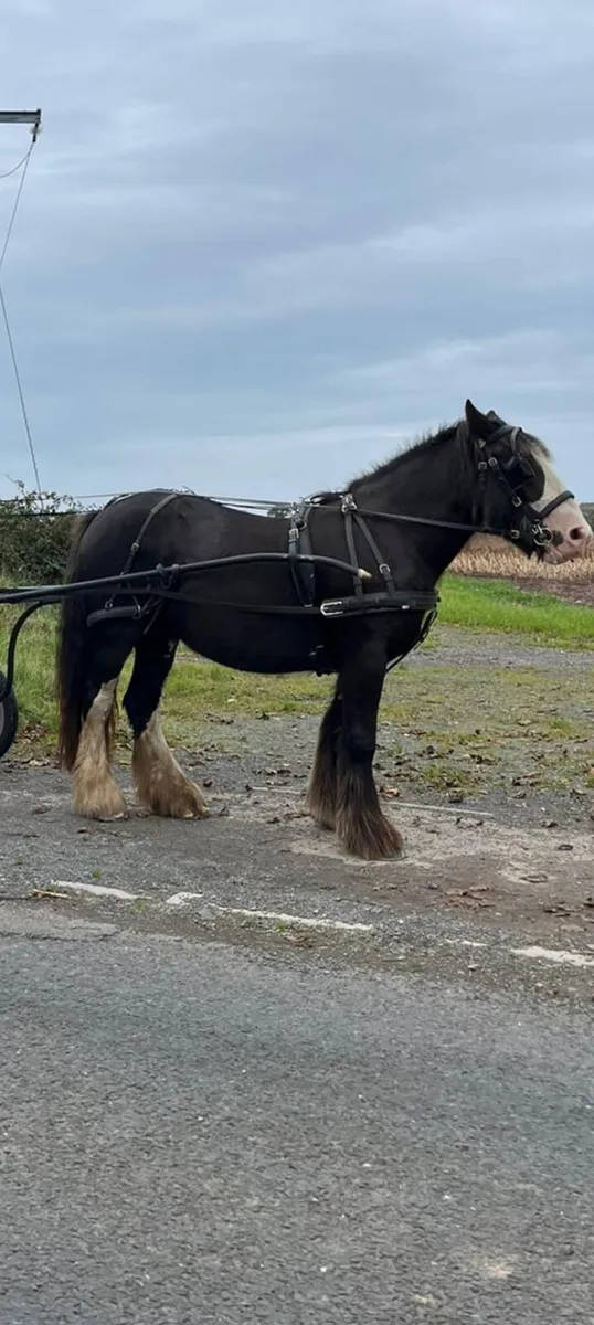 Cob Mare - Image 4