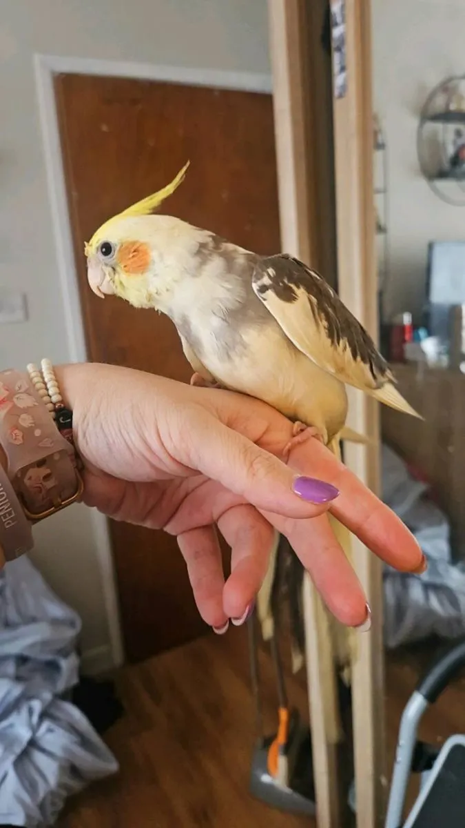 Male hand tame cockatiel with cage - Image 2