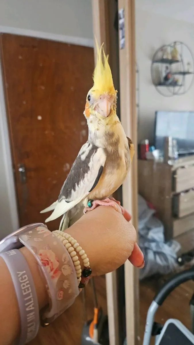 Male hand tame cockatiel with cage - Image 3