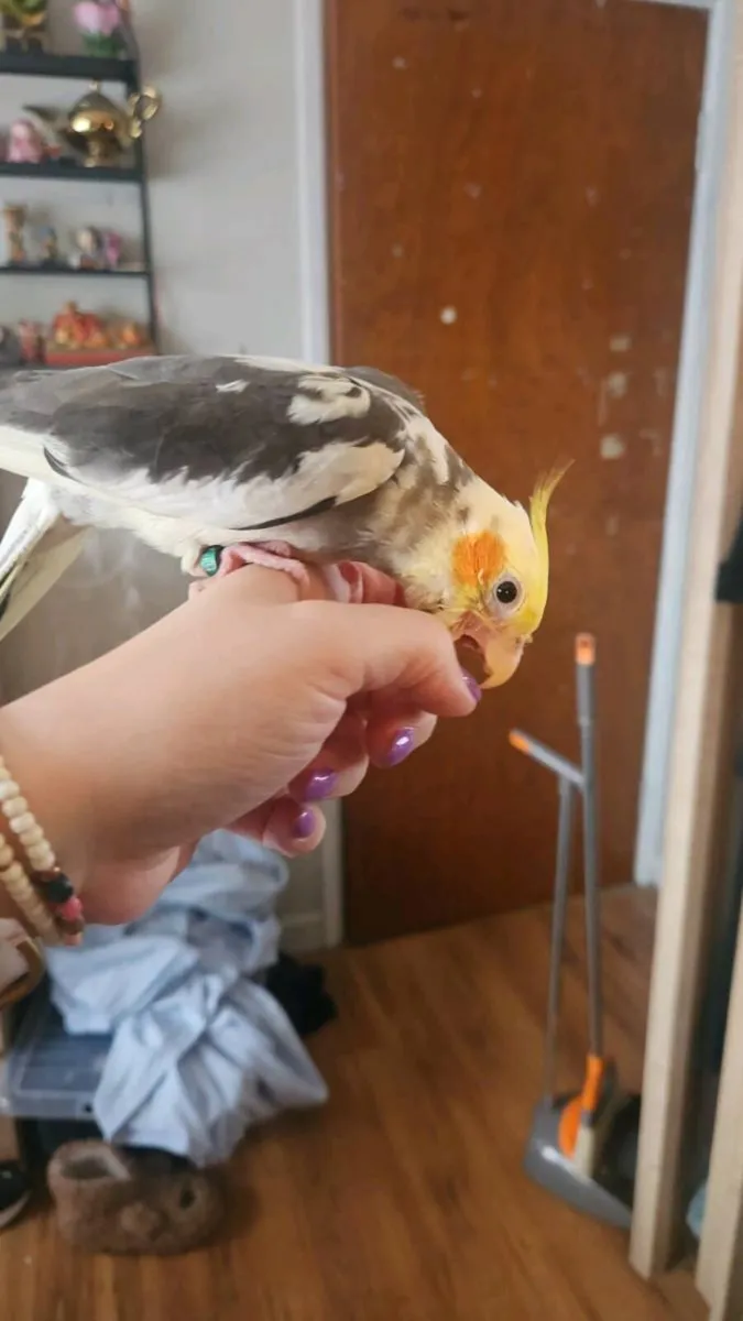 Male hand tame cockatiel with cage - Image 4