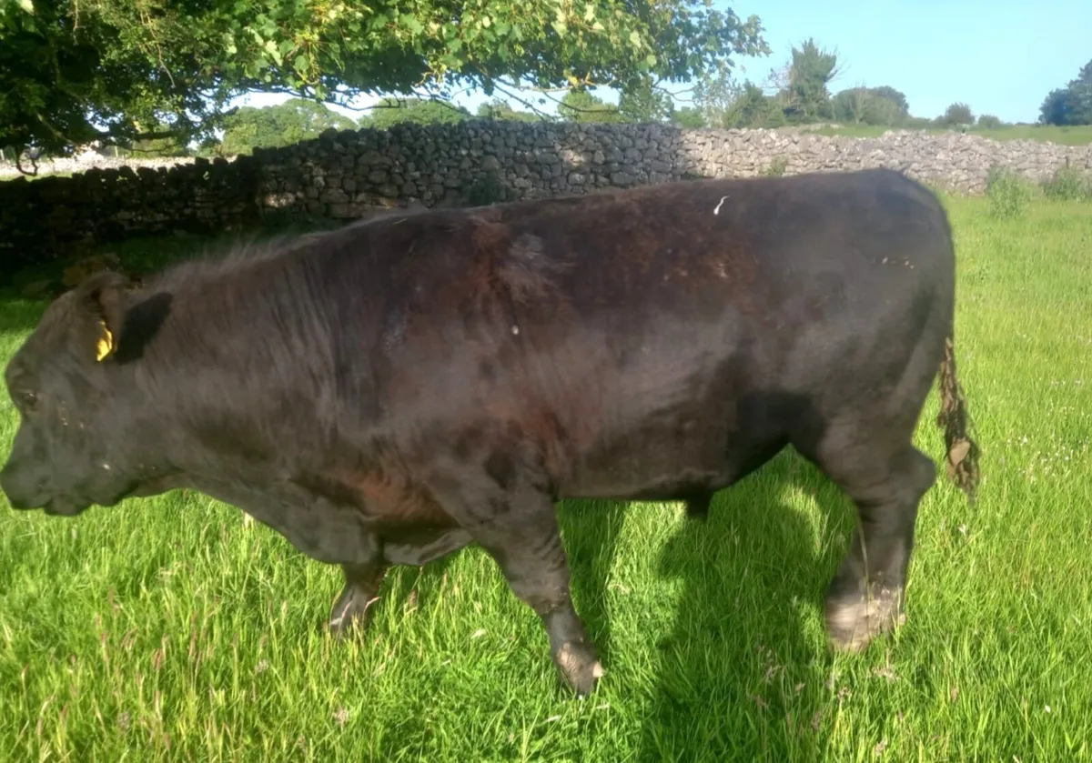 Angus Bull - Image 2