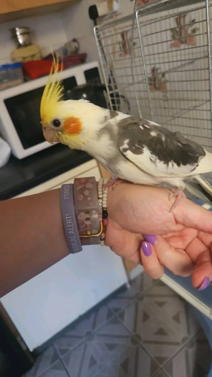 Male hand tame cockatiel with cage - Image 1