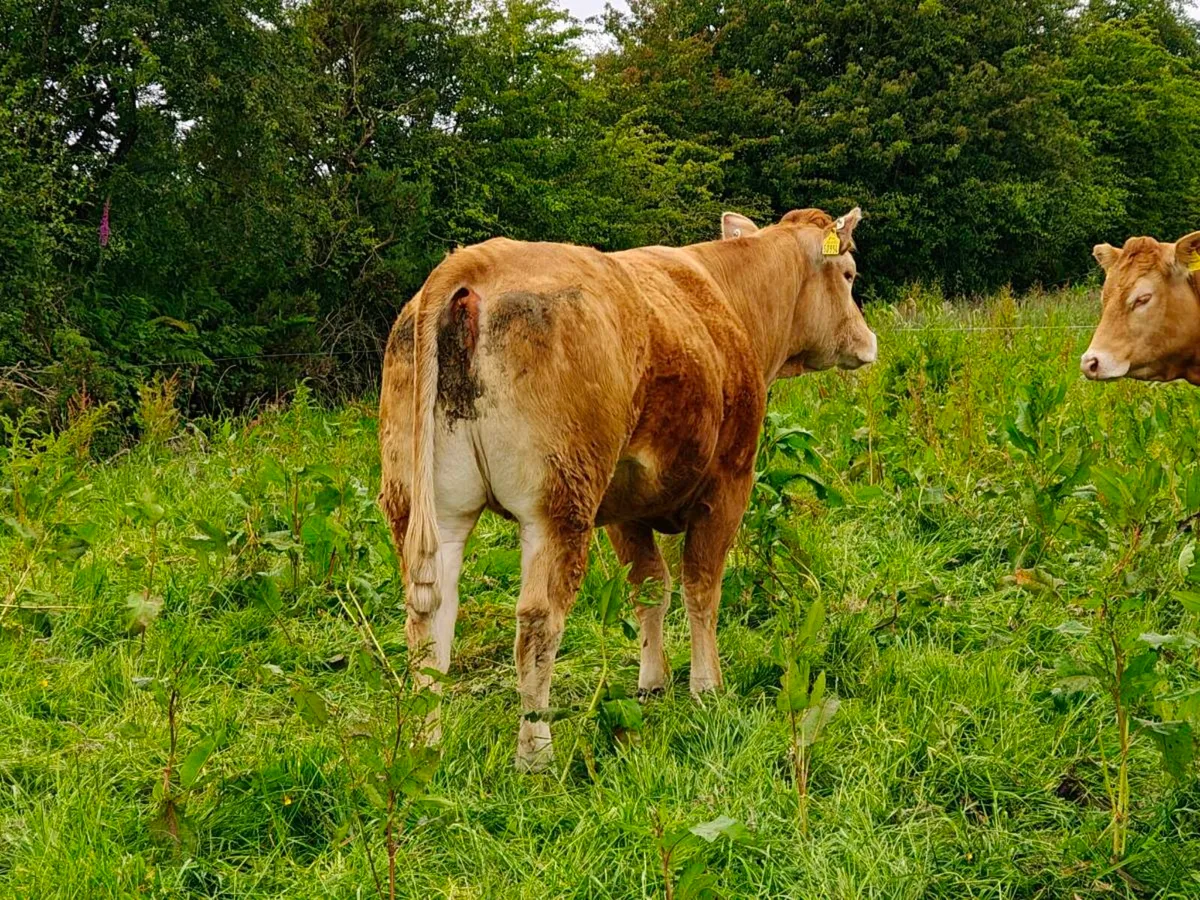 Pedigree Limousin incalf heifers - Image 2