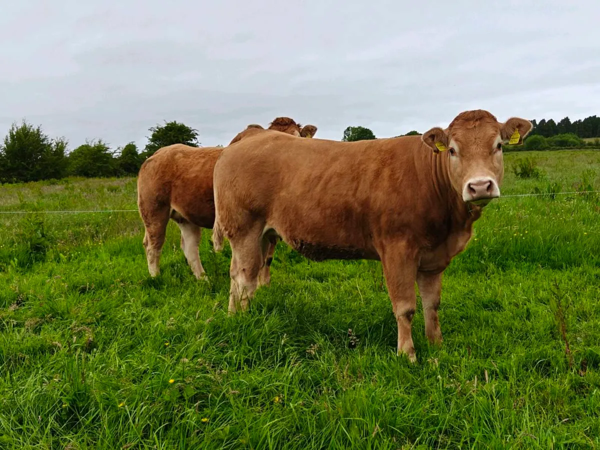 Pedigree Limousin incalf heifers - Image 1