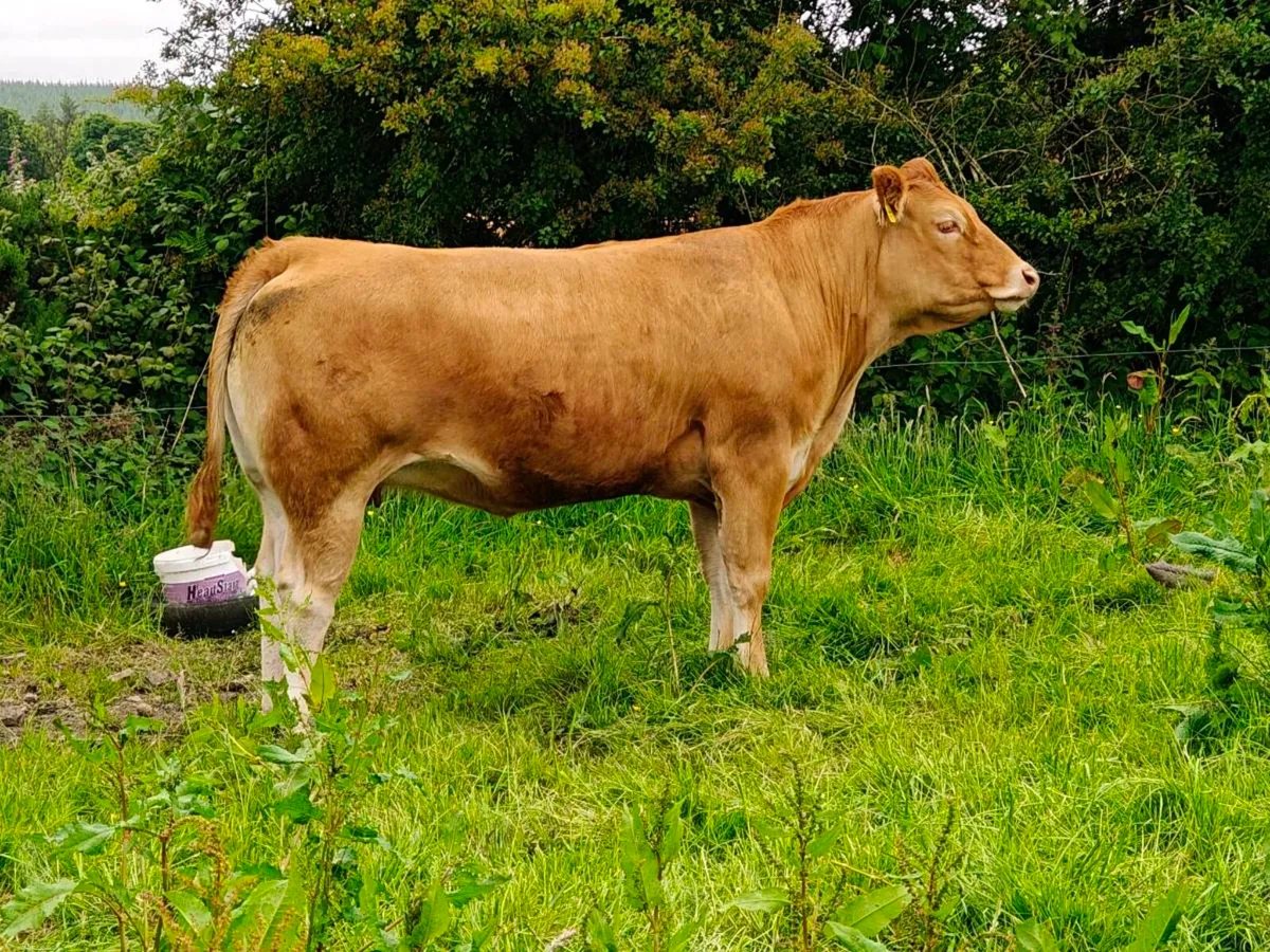 Pedigree Limousin incalf heifers - Image 3