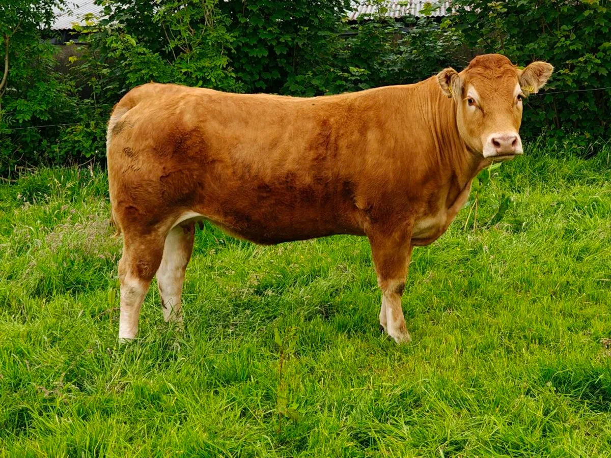 Pedigree Limousin incalf heifers - Image 4
