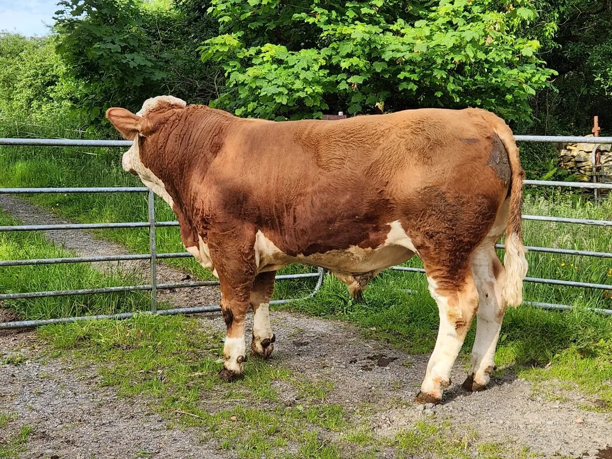 Cattle - Image 1
