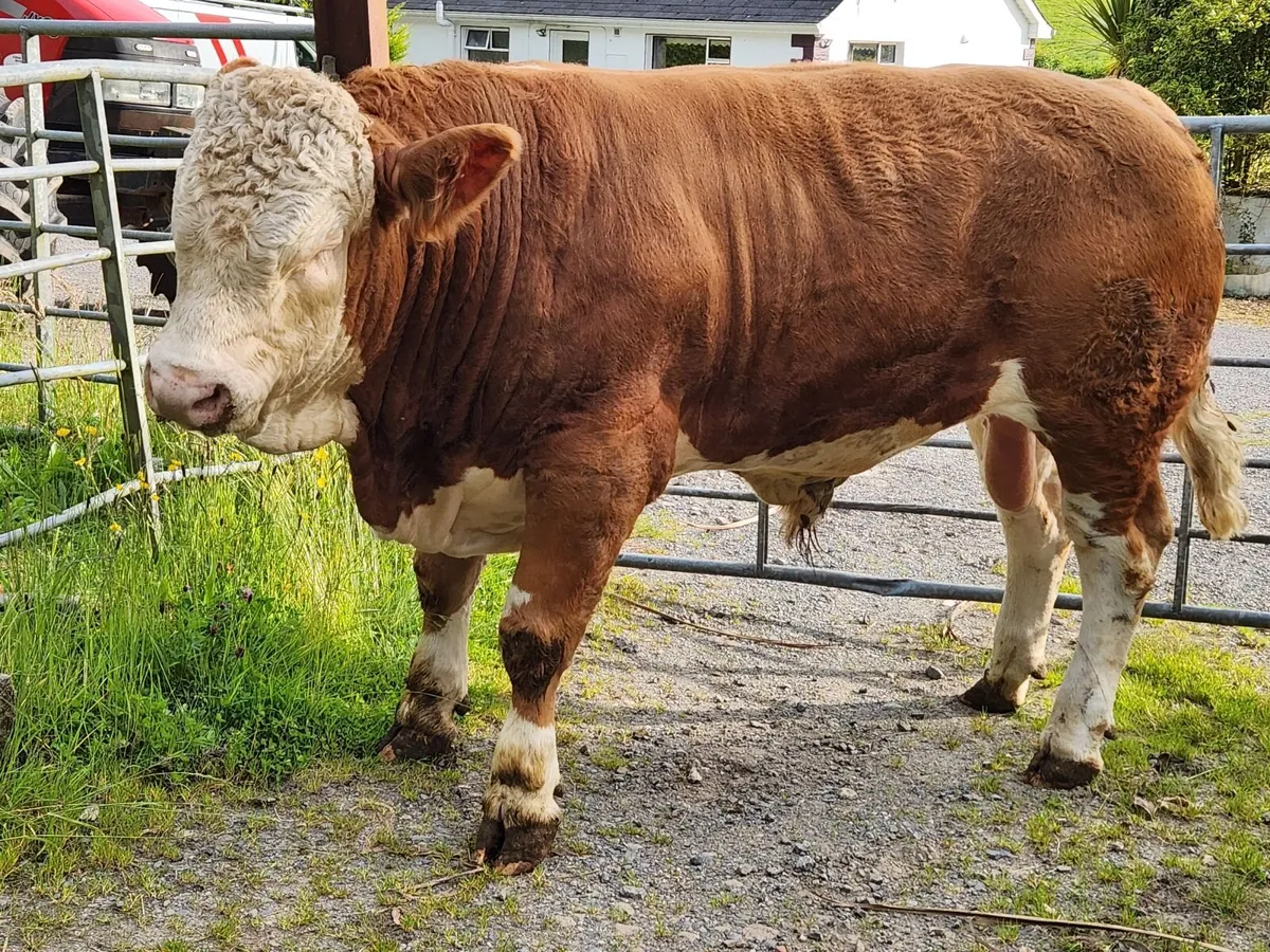 Cattle - Image 3