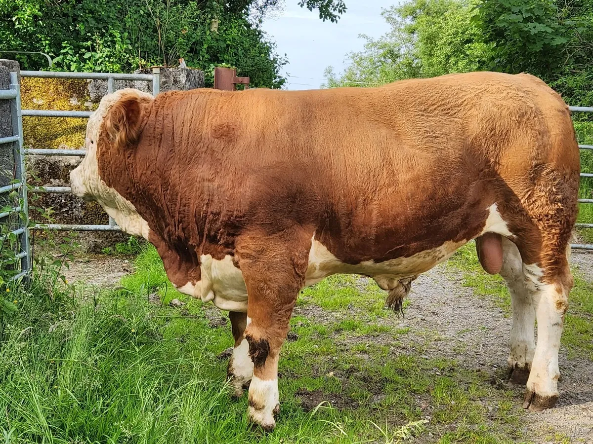 Cattle - Image 2