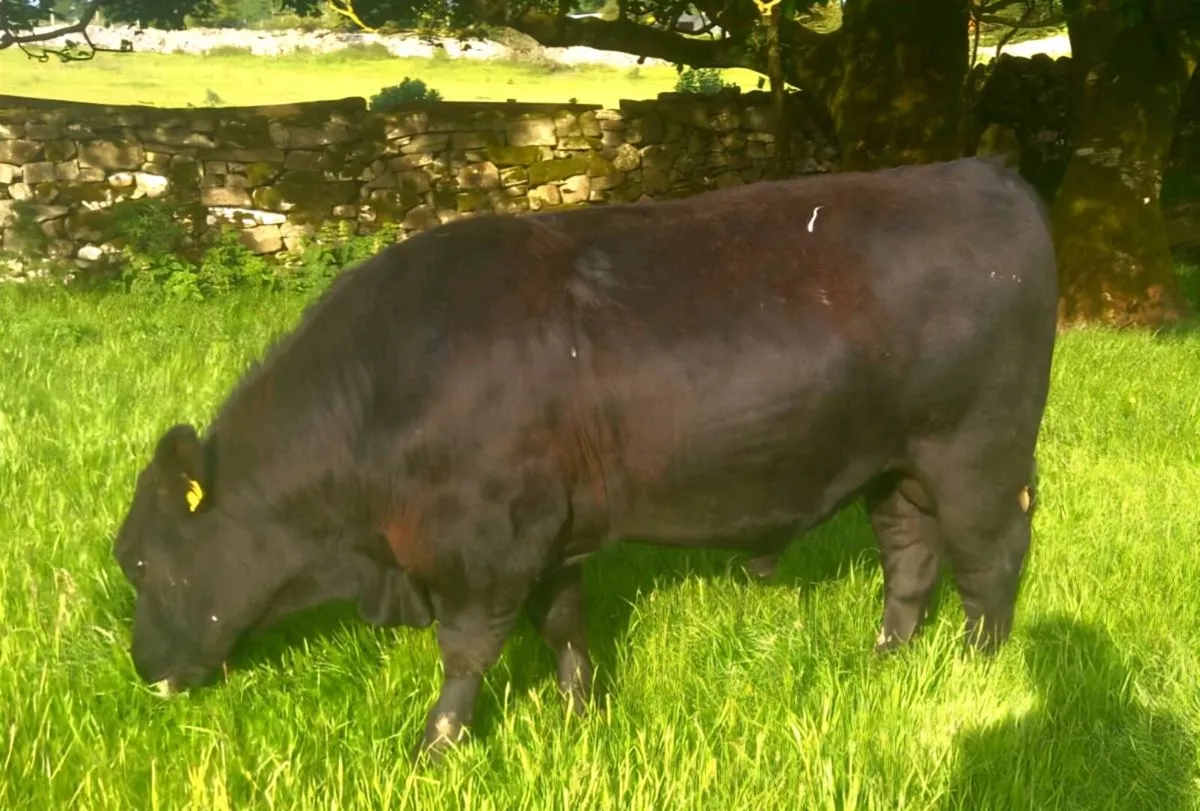 Angus Bull - Image 1