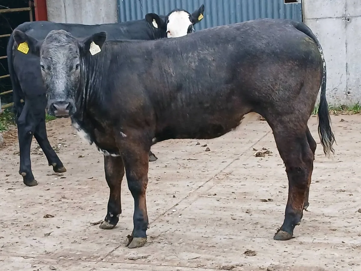 2 Top Quality 5 🌟 🌟 🌟 🌟 🌟 LMX Heifer's - Image 2