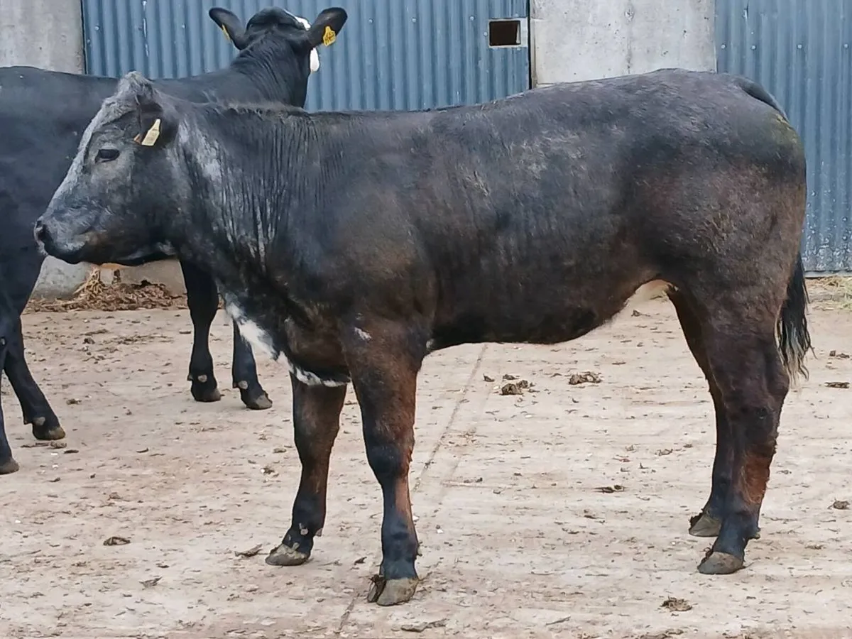 2 Top Quality 5 🌟 🌟 🌟 🌟 🌟 LMX Heifer's - Image 3