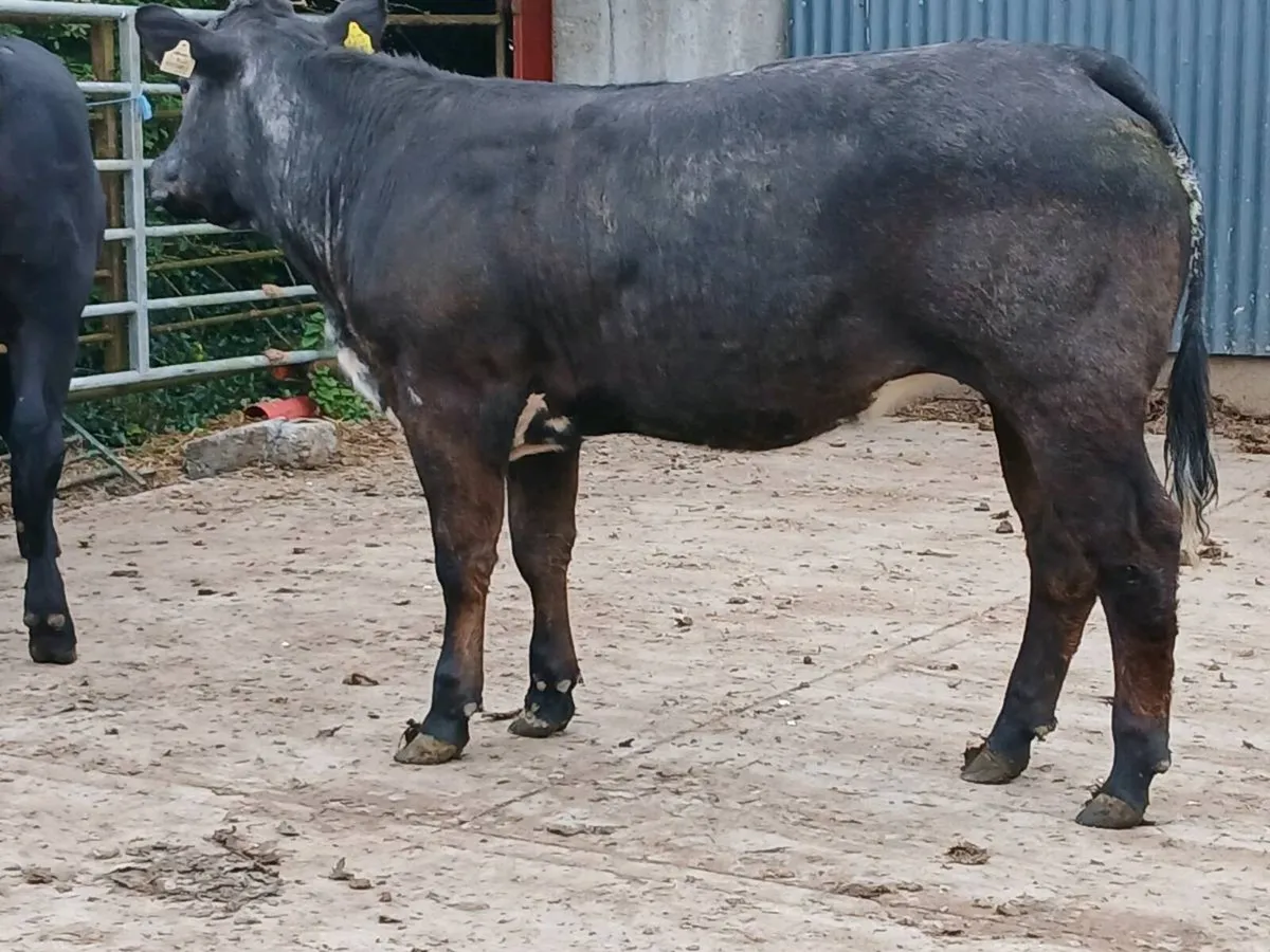 2 Top Quality 5 🌟 🌟 🌟 🌟 🌟 LMX Heifer's - Image 4