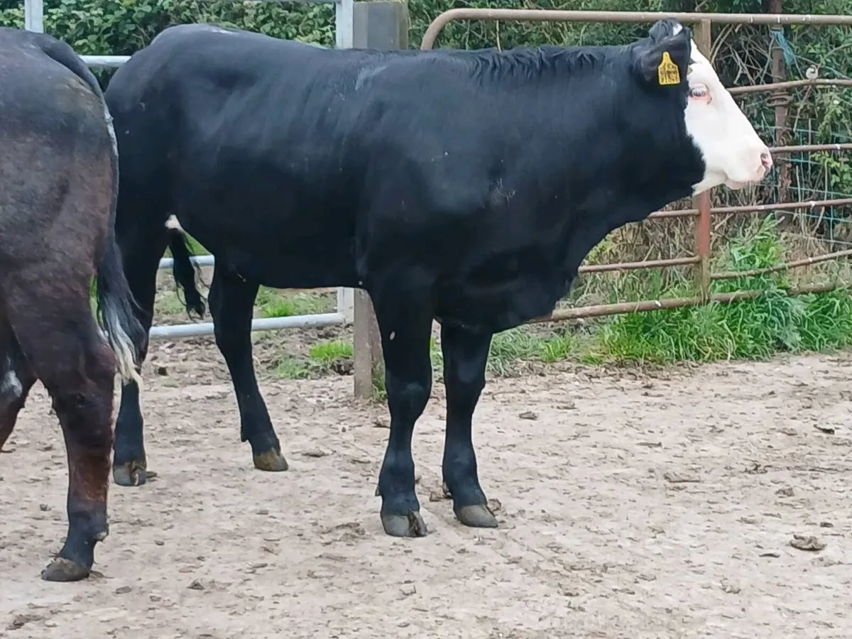 2 Top Quality 5 🌟 🌟 🌟 🌟 🌟 LMX Heifer's - Image 1