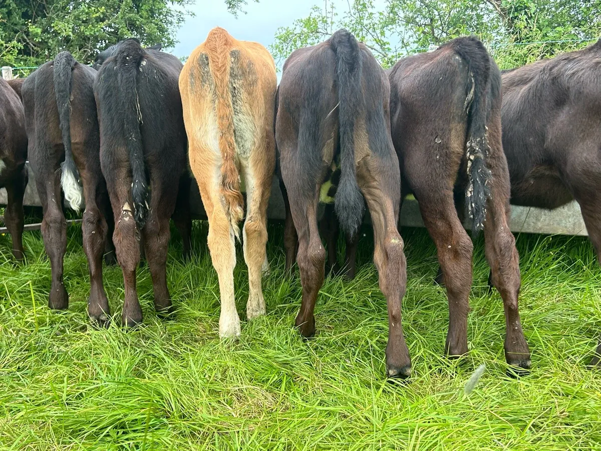 Angus Weanling Heifers - Image 2