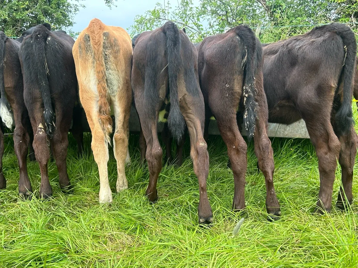 Angus Weanling Heifers - Image 3