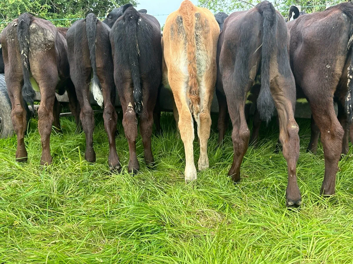 Angus Weanling Heifers - Image 4