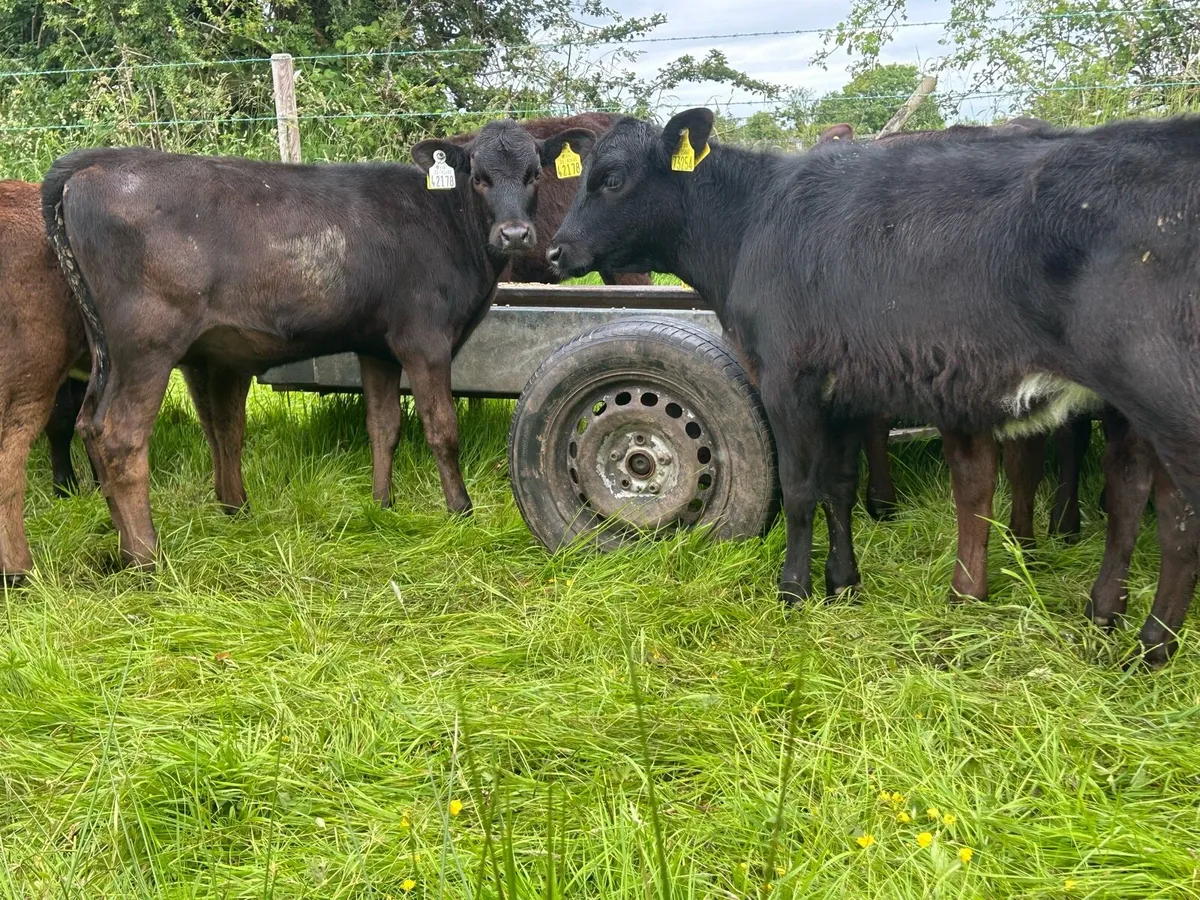 Angus Weanling Heifers - Image 1