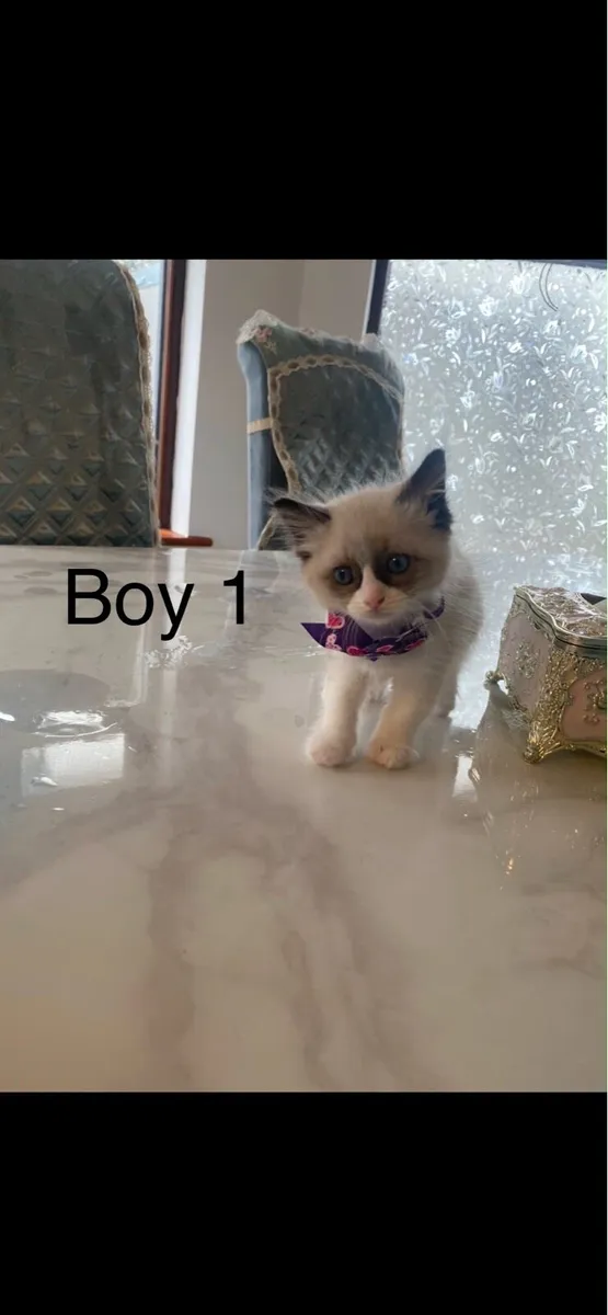 Ragdoll kittens - Image 1