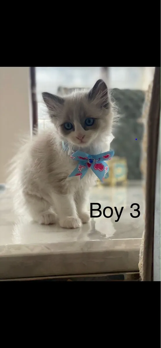 Ragdoll kittens - Image 3
