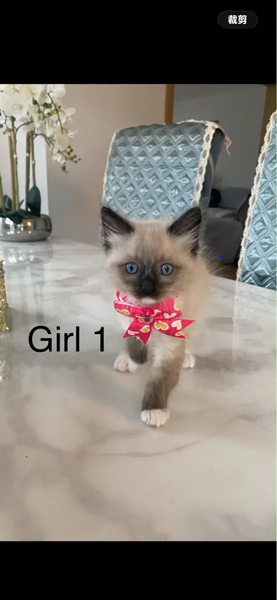 Ragdoll kittens - Image 4