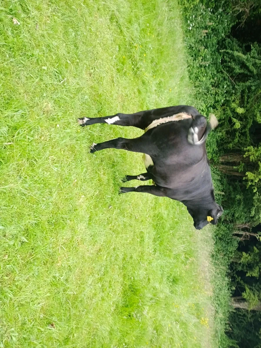 Beef cattle - Image 2