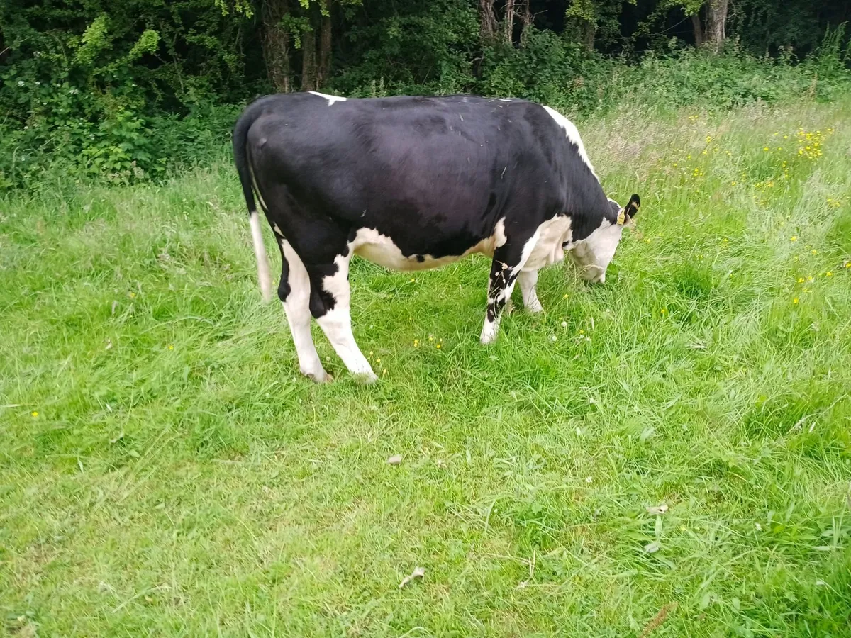 Beef cattle - Image 3