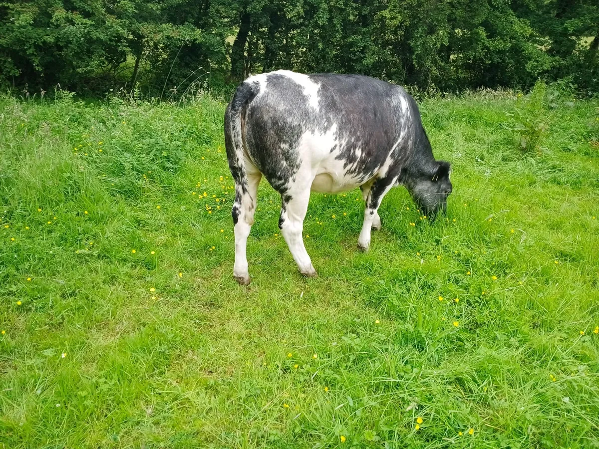Beef cattle - Image 4