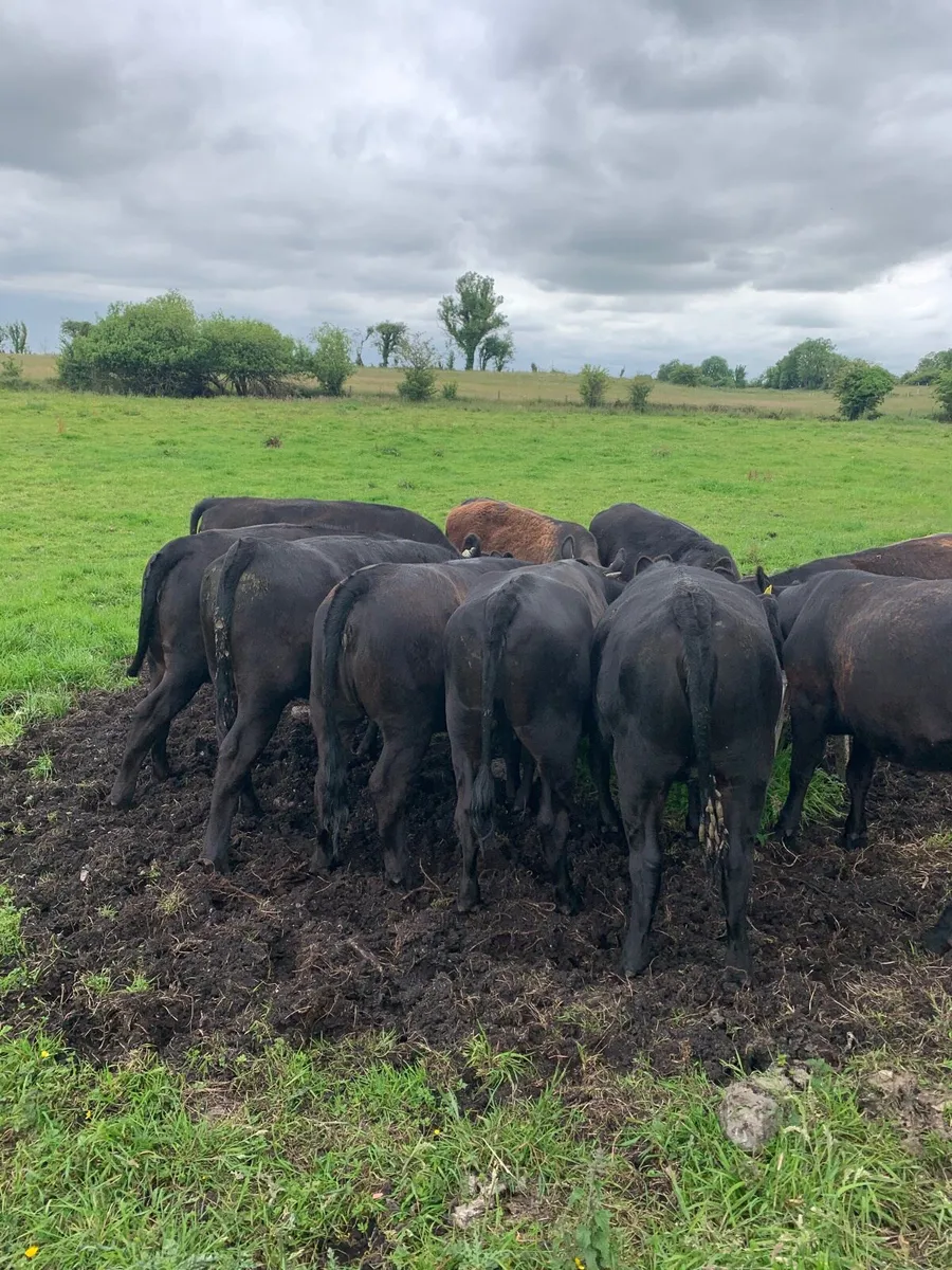 10 AAX Heifers for sale - Image 1