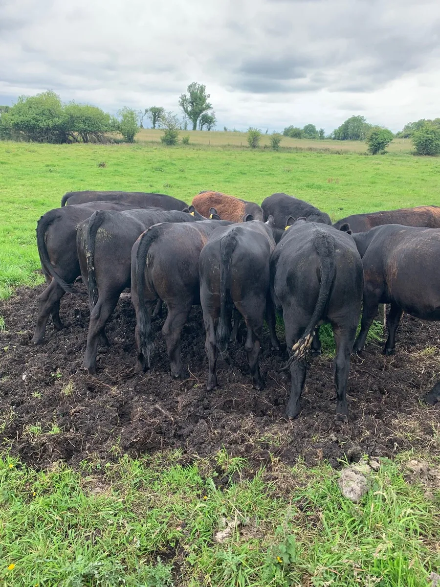 10 AAX Heifers for sale - Image 3