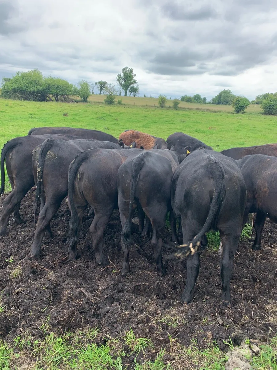 10 AAX Heifers for sale - Image 4