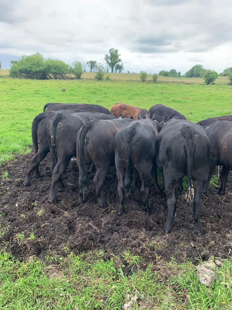 10 AAX Heifers for sale - Image 2