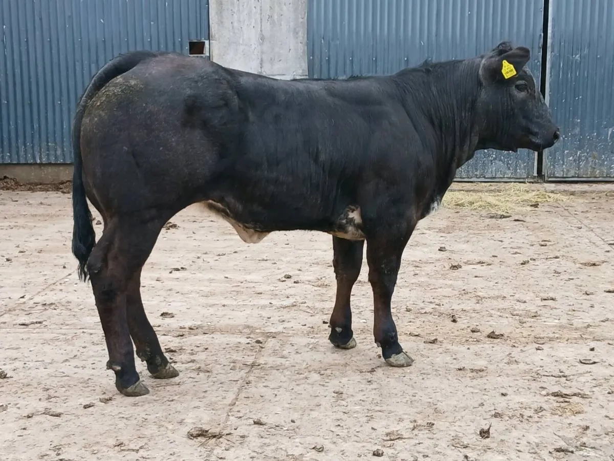 1 Top quality 4 🌟 🌟 🌟 🌟 LMX  Heifer for sale. - Image 3