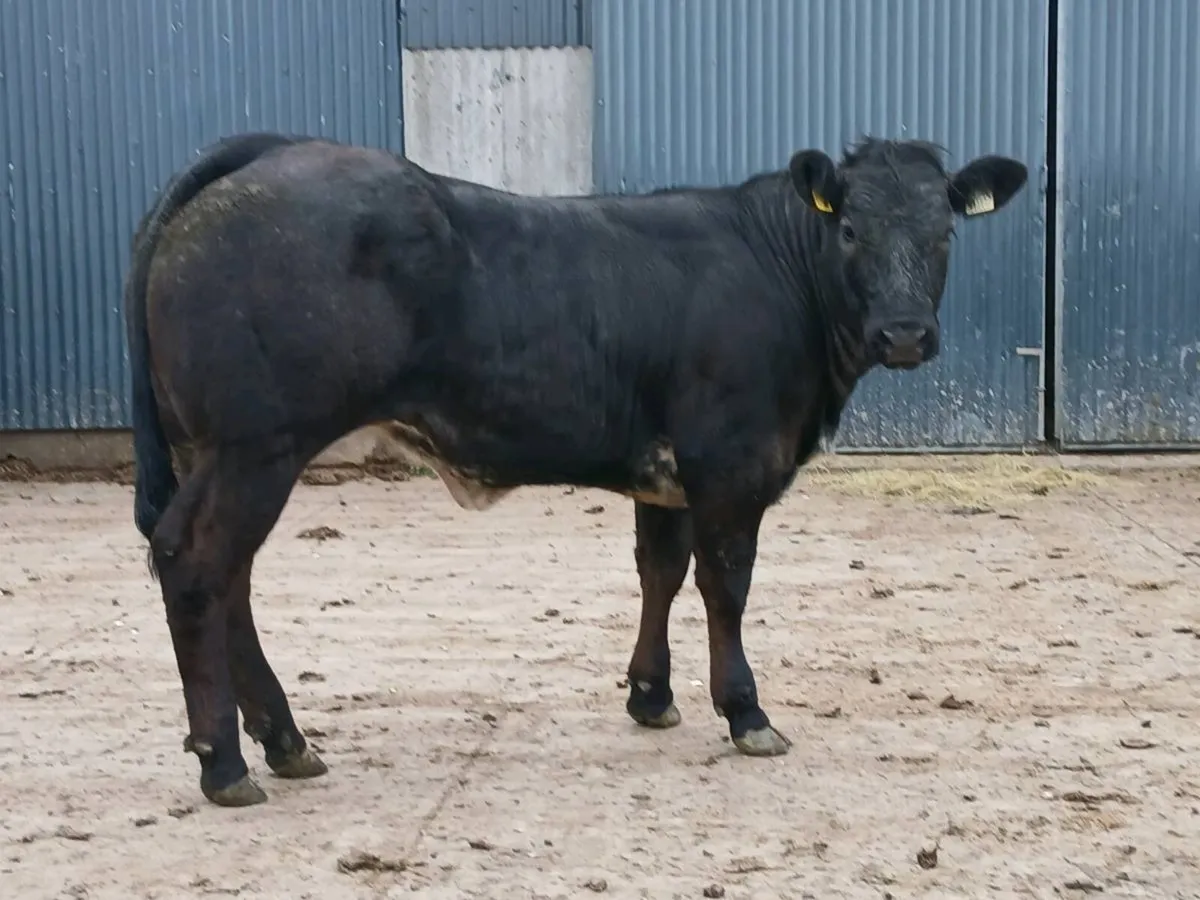 1 Top quality 4 🌟 🌟 🌟 🌟 LMX  Heifer for sale. - Image 2