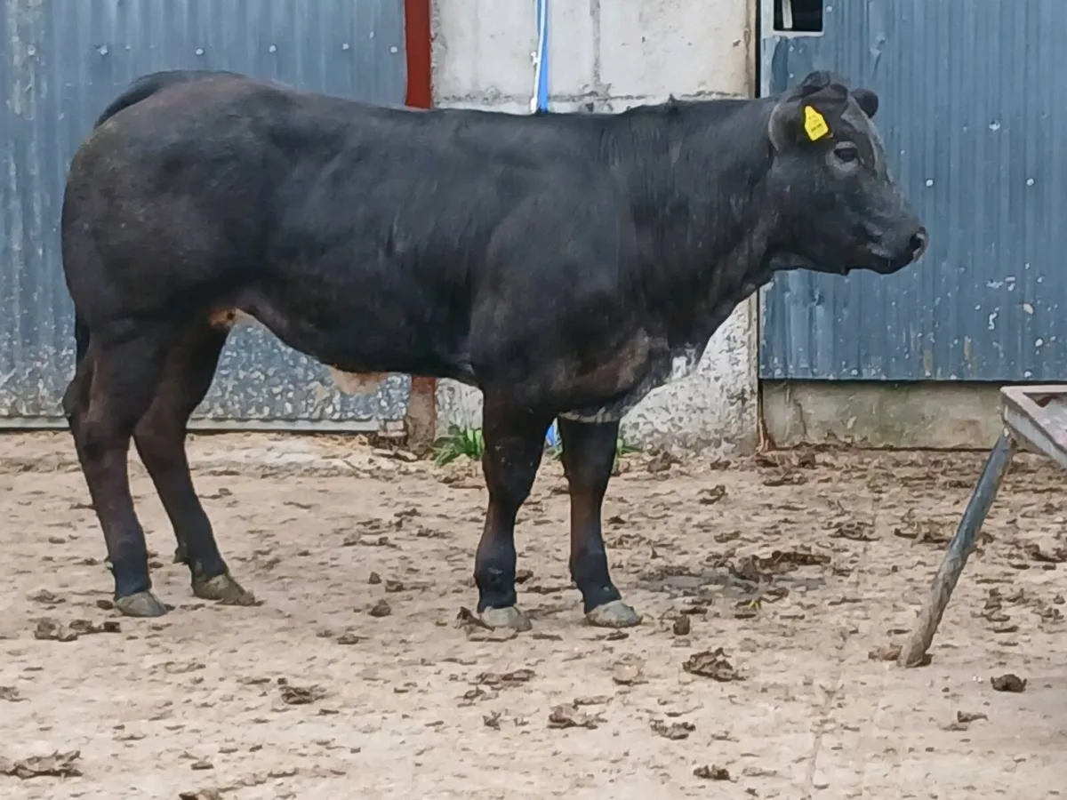 1 Top quality 4 🌟 🌟 🌟 🌟 LMX  Heifer for sale. - Image 4