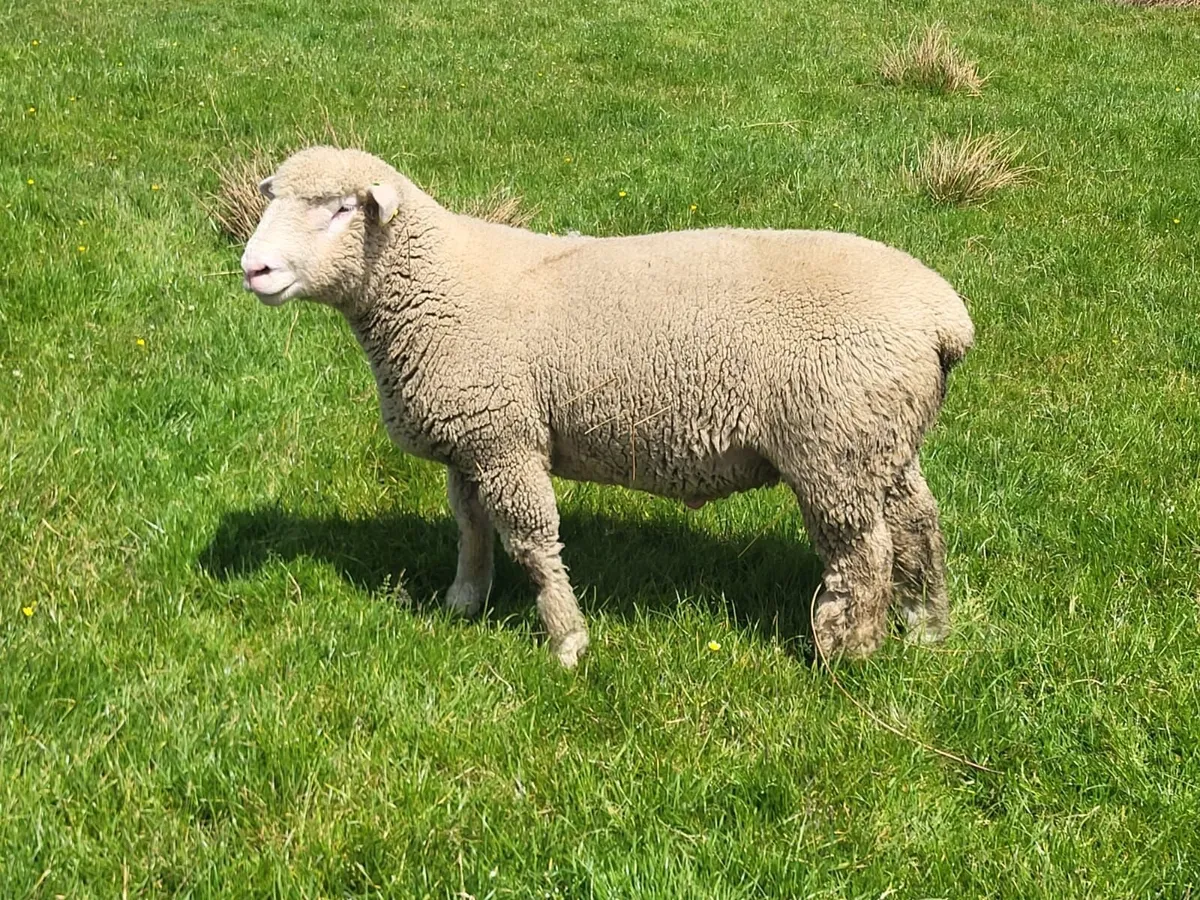 Polled dorset ram - Image 4