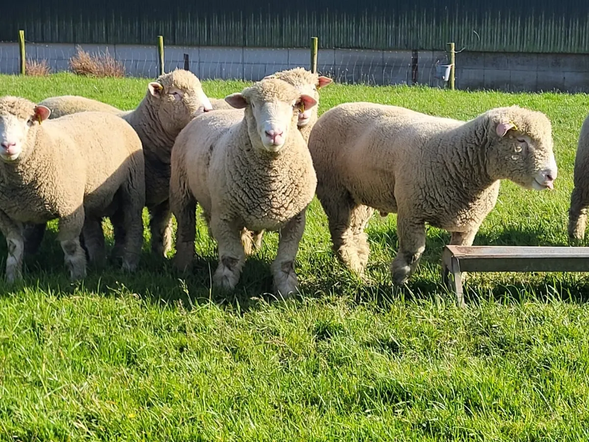 Polled dorset ram - Image 3