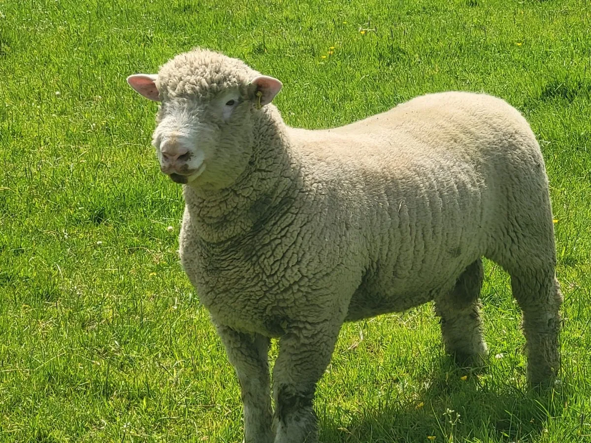 Polled dorset ram - Image 1