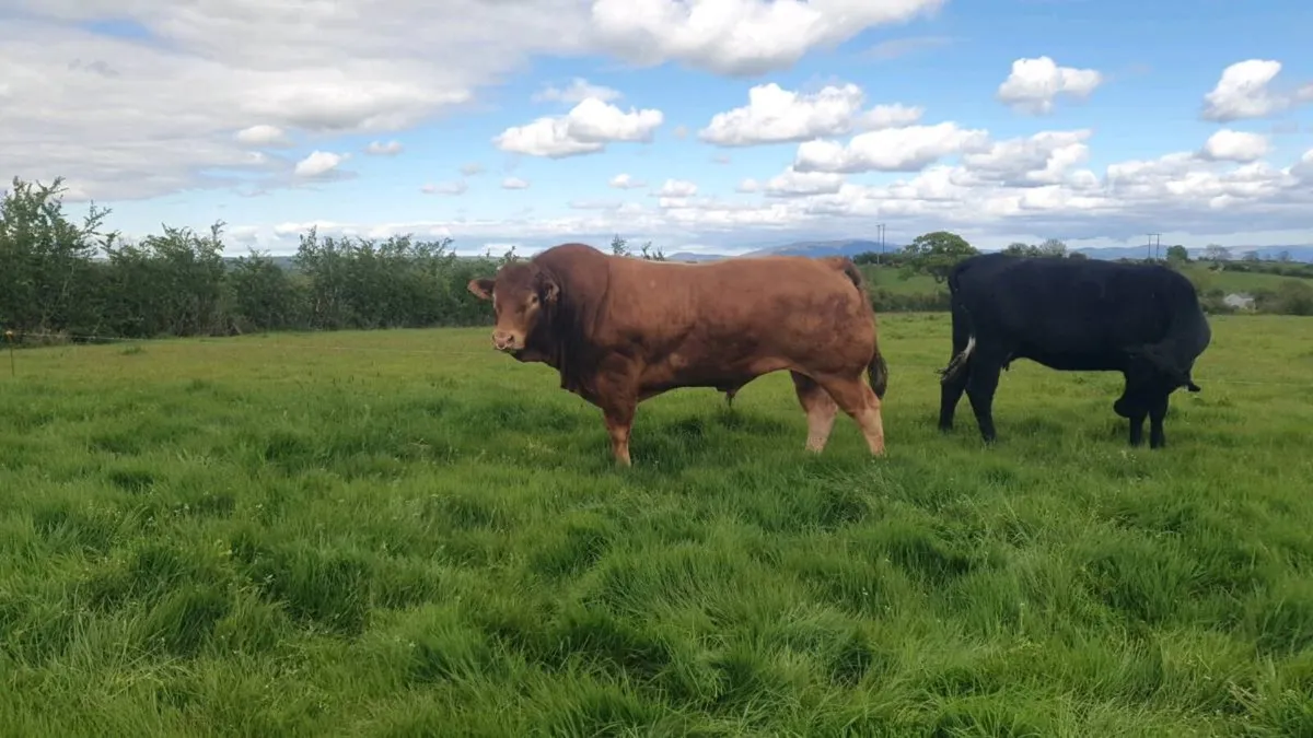 Exceptional Stylish PB Limousin Bull - Image 1