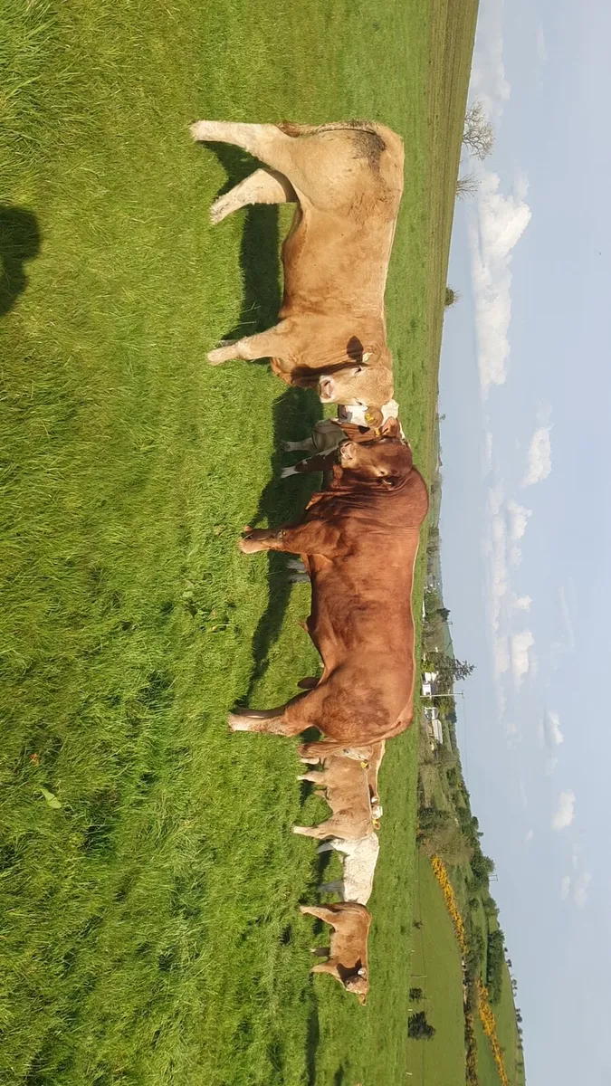 Exceptional Stylish PB Limousin Bull - Image 2