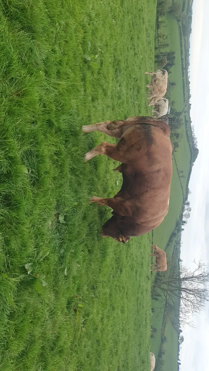 Exceptional Stylish PB Limousin Bull - Image 3