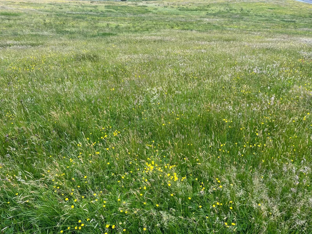 Certified Organic Silage 37ac