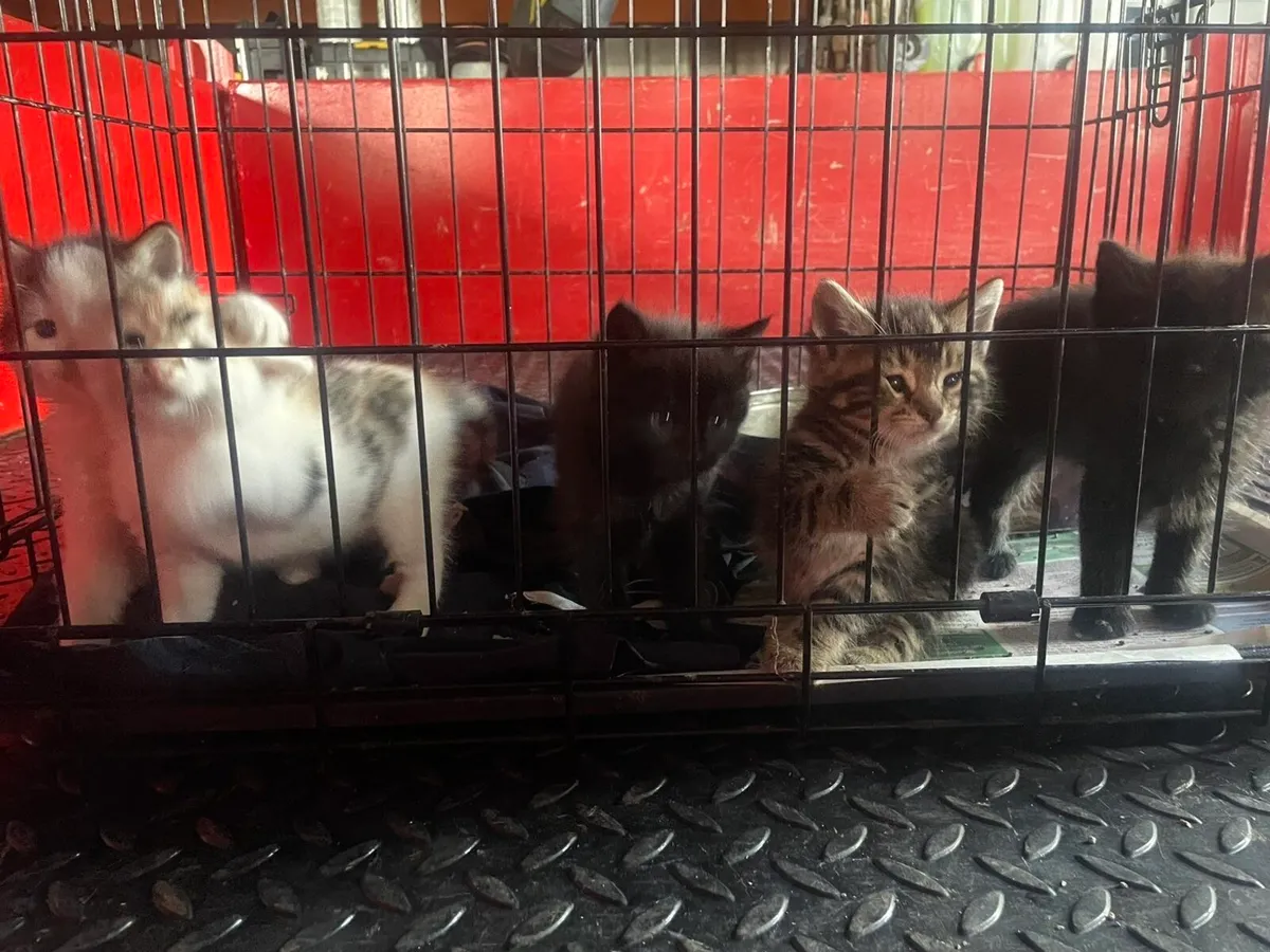 Kittens FREE To Good Home - Image 2